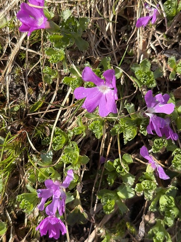 Fairy Primrose