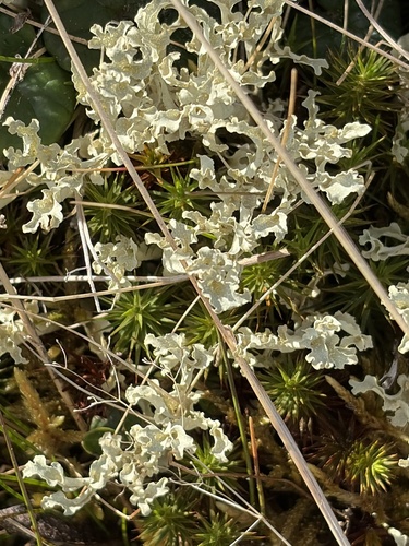 Curled snow lichen