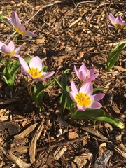 Tulipa saxatilis