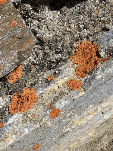 Elegant Sunburst Lichen