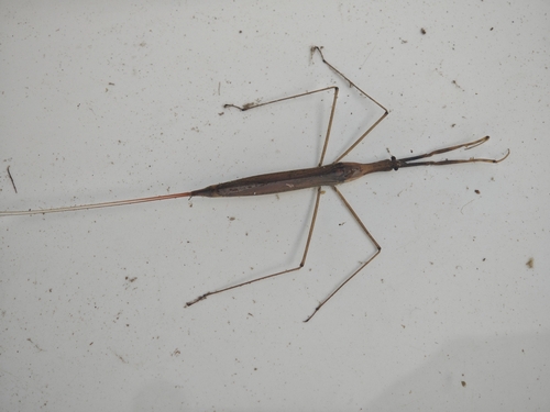 Eurasian Water Stick Insect