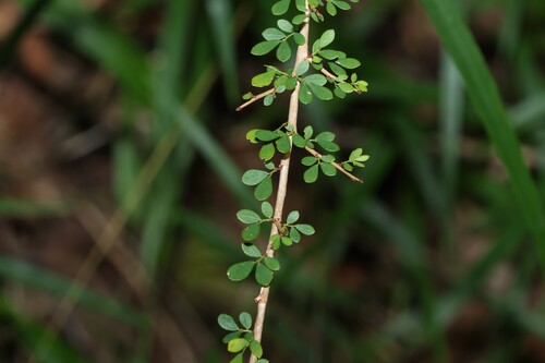 Phyllanthus microcladus, 2026-05-31