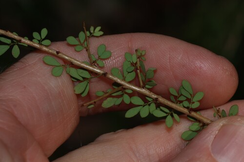 Phyllanthus microcladus, photograph 3
