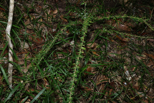 Phyllanthus microcladus, photograph 4
