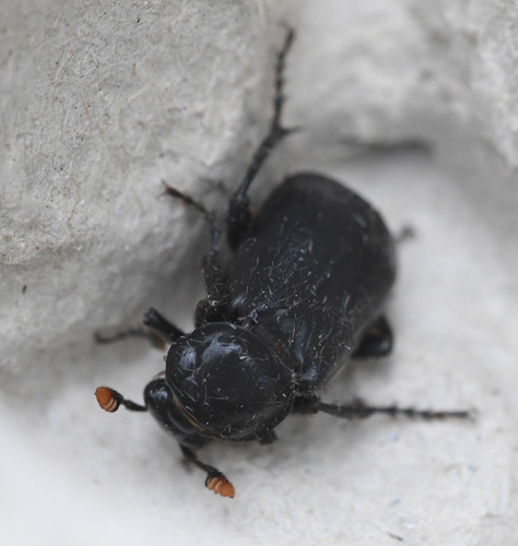 Black Burying Beetle