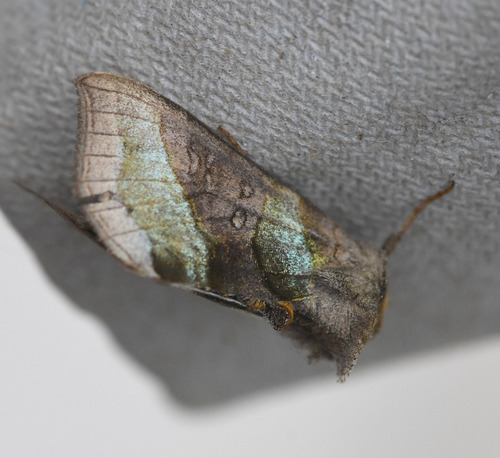 Burnished Brass