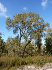 Eucalyptus arenicola