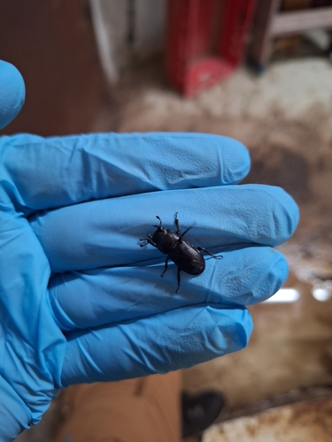Lesser Stag Beetle