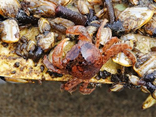 photo of Gulfweed Crab (Planes minutus)