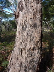 Eucalyptus arenicola