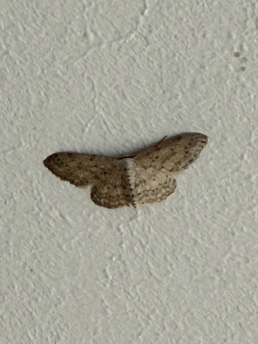 Small Dusty Wave