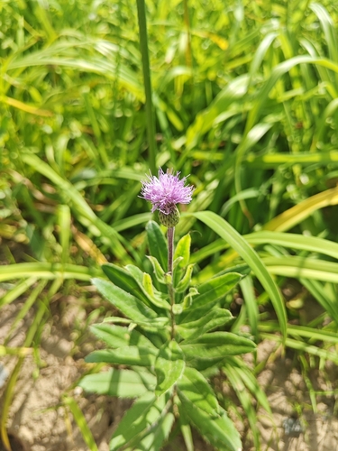 creeping thistle