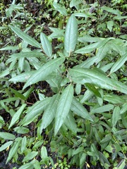 Frangula californica californica