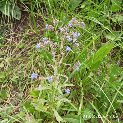 Cynoglottis barrelieri