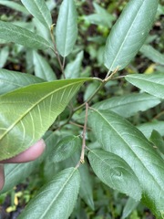 Frangula californica californica