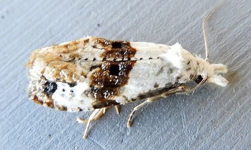 Phtheochroa huachucana