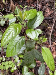 Frangula californica californica