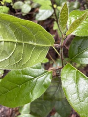 Frangula californica californica