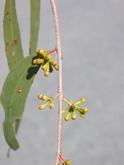 Eucalyptus arenicola