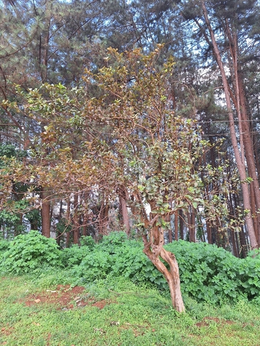 Common guava