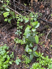 Frangula californica californica