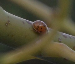 Harmonia axyridis