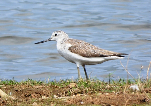 iNaturalist image