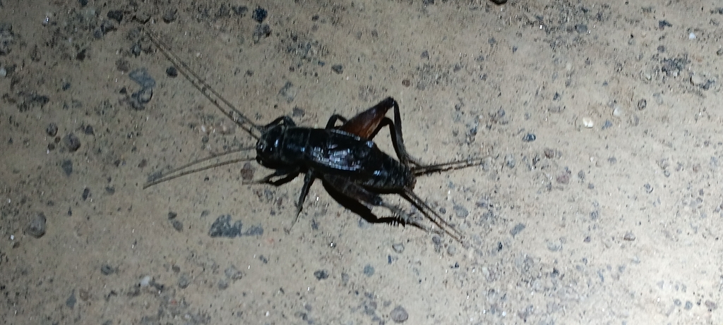 Western Rock-loving Field Cricket
