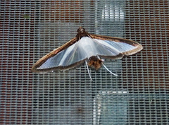 Diaphania superalis