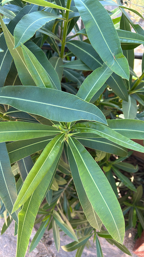 oleander
