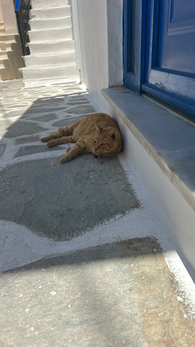 Domestic Cat