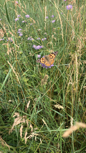 Painted Lady