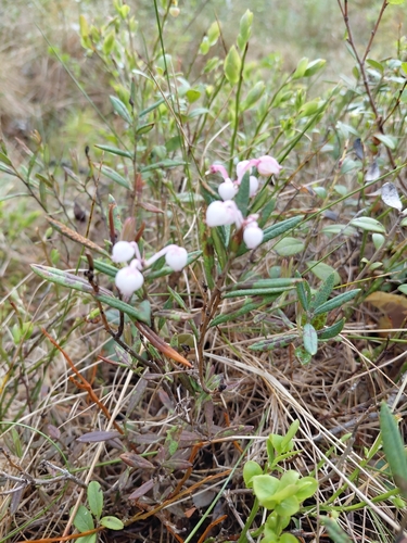 Wild Rosemary