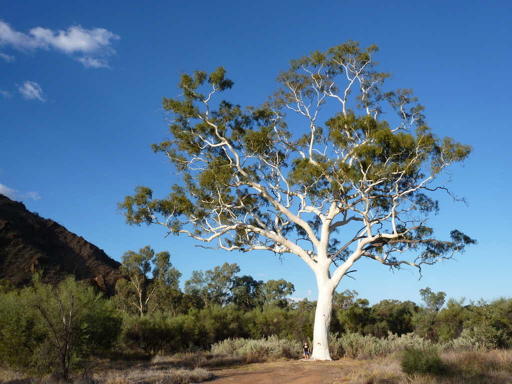 Ghost Gum from Trephina Gorge, Hart NT 0872, Australia on July 18, 2013 ...