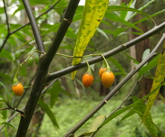 Solanum aviculare