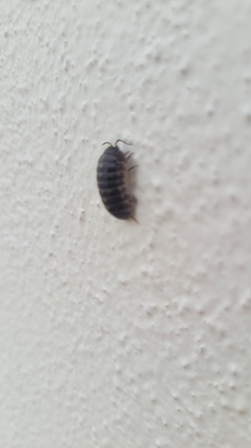 Common Pill Woodlouse