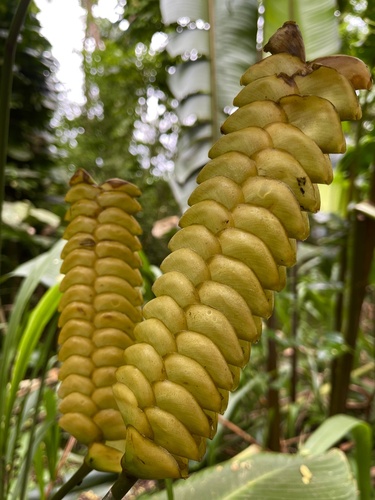 Calathea observed 2026-06-01