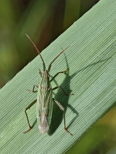 Two-spined Grass Bug