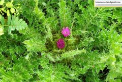 Cirsium souliei