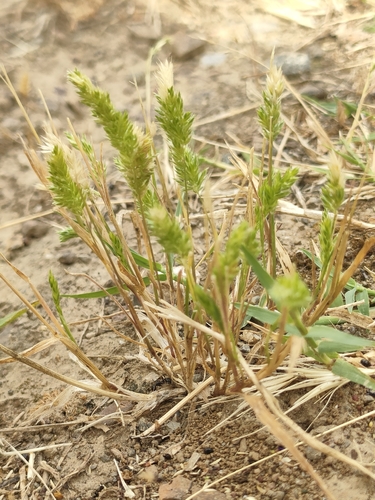 Mediterranean Hair-grass