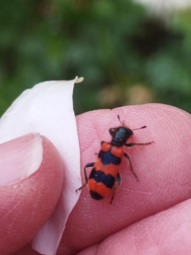 Bee-eating Beetle