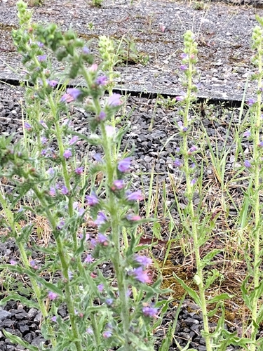viper's-bugloss