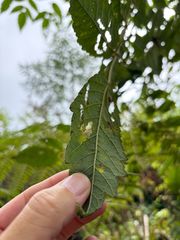 Aralia decaisneana, photograph (c) 呂一起(Lyu yi-chi), some rights reserved (CC BY)