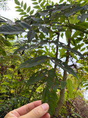 Aralia decaisneana, photograph (c) 呂一起(Lyu yi-chi), some rights reserved (CC BY)