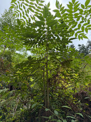 Aralia decaisneana
