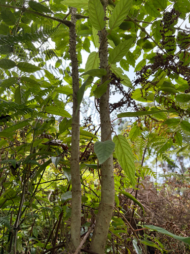 Aralia decaisneana, photograph 4