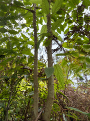 Aralia decaisneana, photograph (c) 呂一起(Lyu yi-chi), some rights reserved (CC BY)