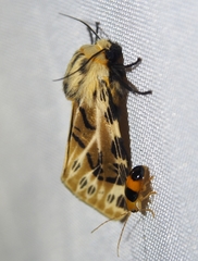 Hypercompe nemophila