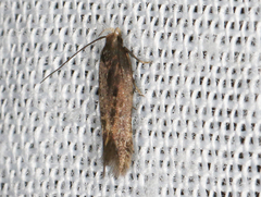 Macrobathra nephelomorpha