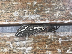 Abantiades argentata